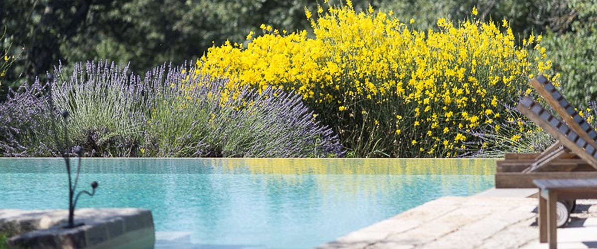 Piscina scoperta tra gli olivi a Poggio Pilella