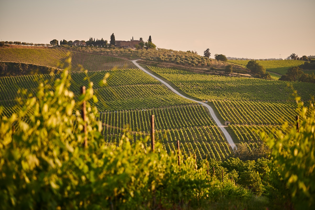 Vigneti e strade bianche nella campagna toscana